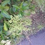 Ligustrum lucidum Virág