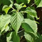 Laportea canadensis Leaf