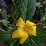 Turnera ulmifolia Flower
