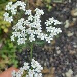 Achillea nobilisFlower