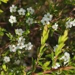 Diosma hirsuta 花