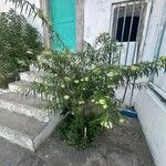 Gomphocarpus fruticosus عادت داشتن