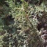 Juniperus seravschanica Folha