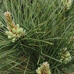 Pinus tabuliformis Flower