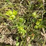 Bupleurum baldense Flower