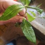 Persicaria hydropiperFulla