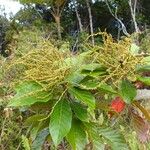 Macaranga corymbosa Hoja