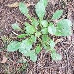 Erigeron annuus Blad