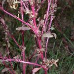 Amaranthus torreyi Žiedas