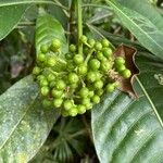 Psychotria grandis Fruit