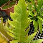 Philodendron spp. Lapas