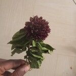 Clerodendrum capitatum Blatt