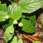Hyptis brevipes Hoja