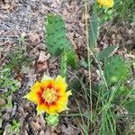 Opuntia macrorhiza Fleur