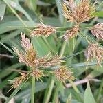 Cyperus polystachyos 花