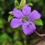 Barleria ventricosa Flower