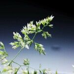 Agrostis stolonifera Flower