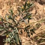 Euphorbia terracina Leaf