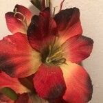 Gladiolus communis Květ