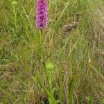 Gymnadenia conopsea Habit