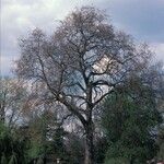 Platanus x hispanica 形態