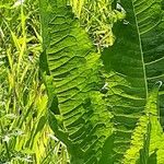 Dipsacus sativus পাতা