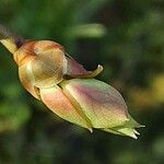 Vaccinium corymbosum Feuille