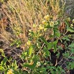 Lippia kituiensis Flower