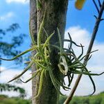 Tillandsia recurvata Агульны выгляд