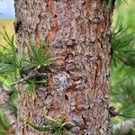 Larix laricina 樹皮