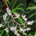 Begonia solimutata Fleur