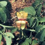 Passiflora cirrhiflora Flower