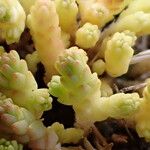 Sedum acre Fuelha