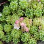 Sedum hirsutum Likasa