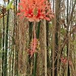 Hibiscus schizopetalus Flors