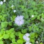 Dianthus plumariusफूल