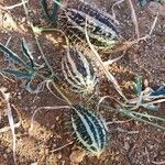 Cucumis ficifolius Fruit