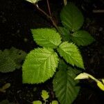 Rubus pruinosus পাতা