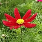Cosmos bipinnatus Fula