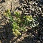 Pseudorlaya pumila Fruit