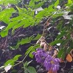 Solanum seaforthianum List