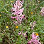 Fumaria agraria Flor
