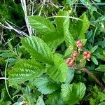 Rubus saxatilis Hábitos