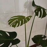 Monstera deliciosa Листок