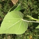 Abutilon abutiloides Liść