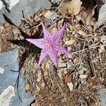 Colchicum variegatum Blüte