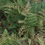 Dryopteris dilatata ഇല