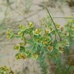 Euphorbia paralias Fiore