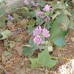 Malva sylvestris Blüte