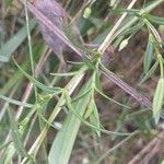 Stellaria graminea Likasa